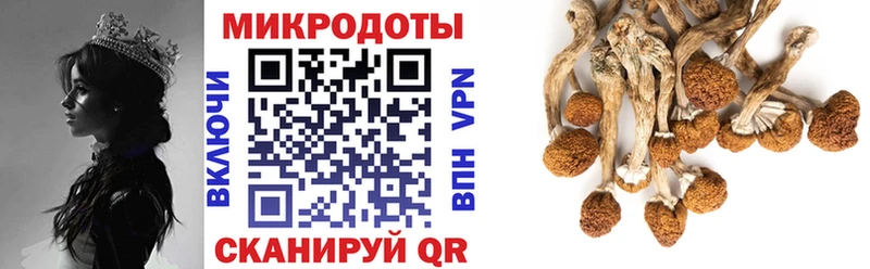 Галлюциногенные грибы Psilocybe Калач